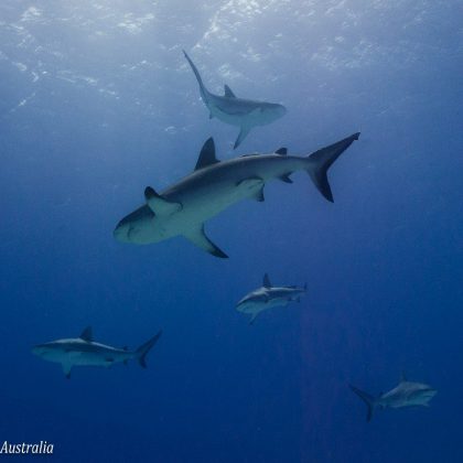 Holmes Reef Reef Sharks