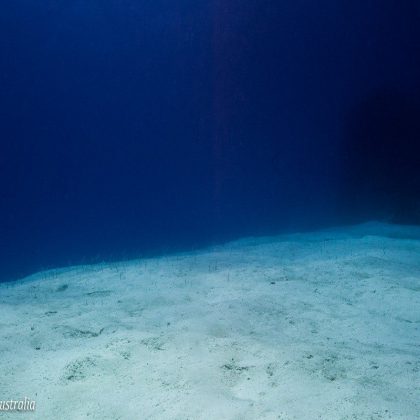 Holmes Reef- Sea Worms