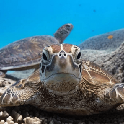 Lady Musgrave Island Day Tour (9)