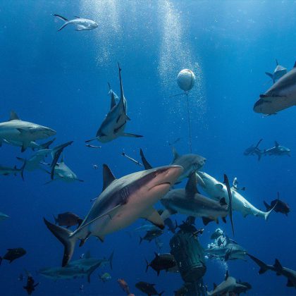 Dive Australia's Coral Sea - Shark feed