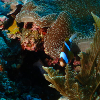 Clown Fish up close