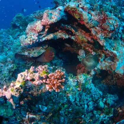 Moray Eel