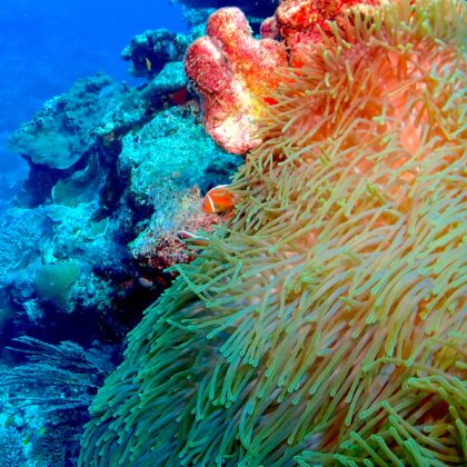 Spine-cheek Anemonefish