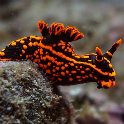 nudibranch ningaloo reef