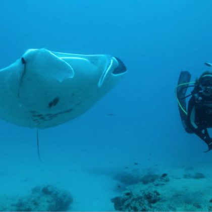 Manta Ningaloo