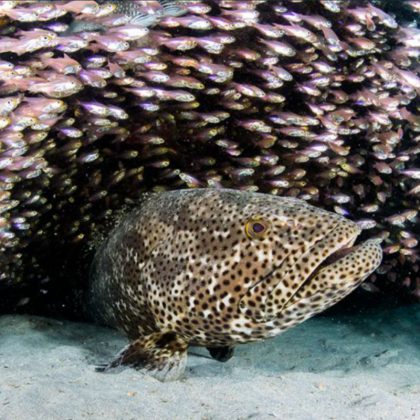 ningaloo reef