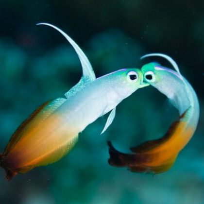 2nd-Todd-Winner-Fire-Dartfish