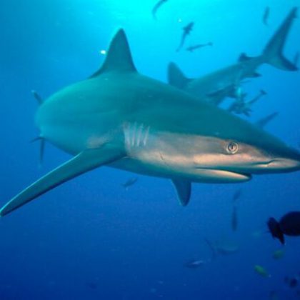 2nd-Troy-Mayne-Silver-Tip