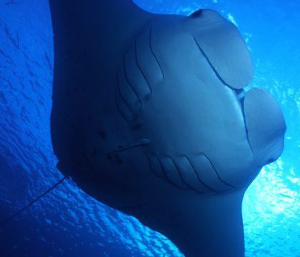 Manta_ray_800x450