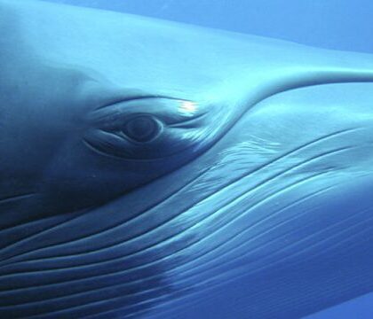 Minke_whale_closeup_800x450