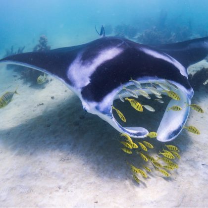 coral bay eco tours, manta ray