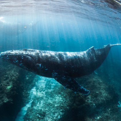 Coral Bay Eco Tours - Humpback Whale