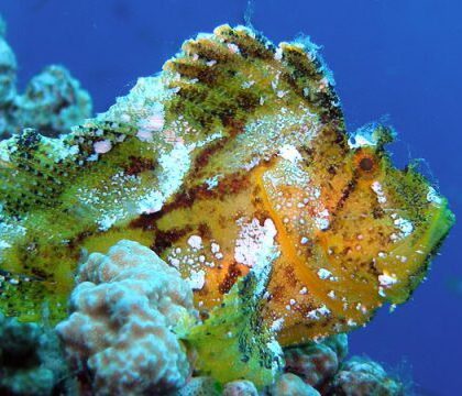 leaf_scorpionfish_laurence_800x450