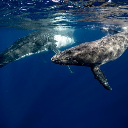 humpback ningaloo