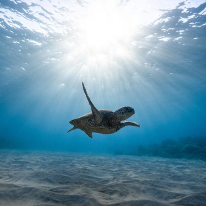 turtle ningaloo