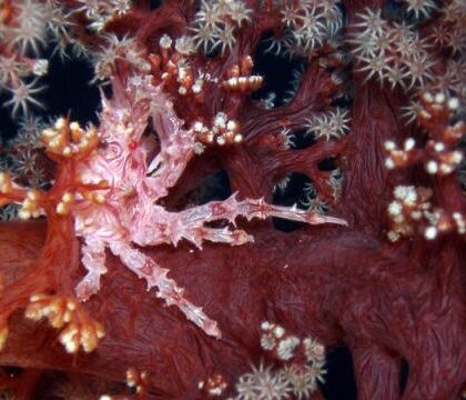soft_coral_crab_800x450