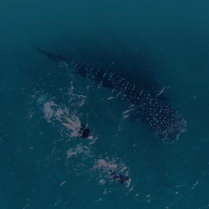 whale shark 3 islands Ningaloo