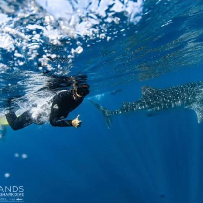 whale shark 3 islands Ningaloo