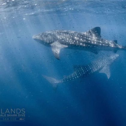 whale shark 3 islands Ningaloo