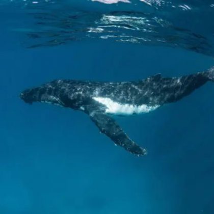 Humpback 3 islands Ningaloo