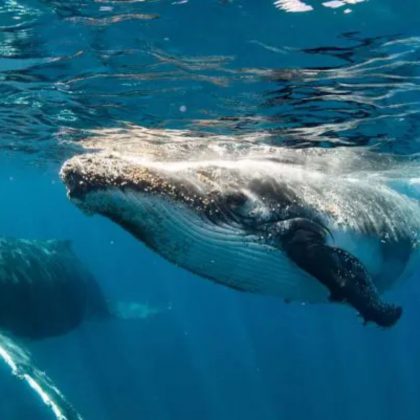 Humpback 3 islands Ningaloo