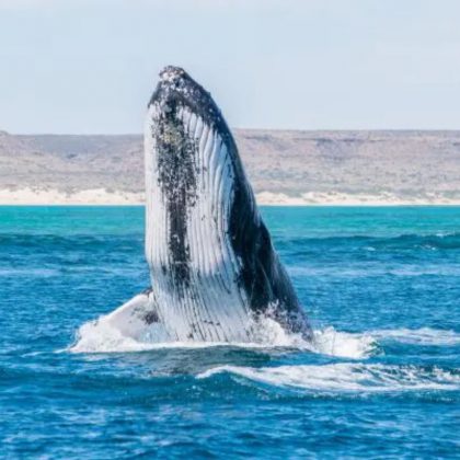 Humpback 3 islands Ningaloo