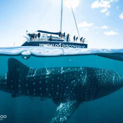 Ningaloo Discovery Whale shark
