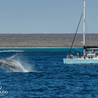 Ningaloo discovery