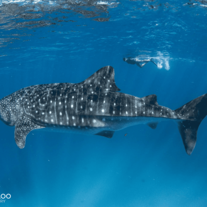 Ningaloo Discovery whale shark swim