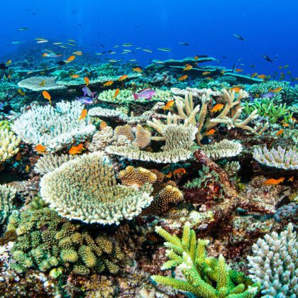 Spirit of freedom coral