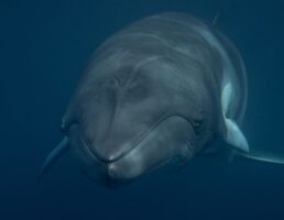 Spirit of freedom minke