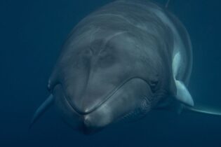 Spirit of Freedom – 4 Night Swim with Dwarf Minke Whale Ribbon Reefs & Coral Sea (Premium Vessel)