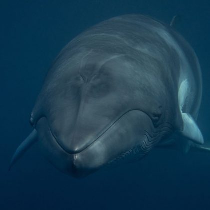 Spirit of freedom minke