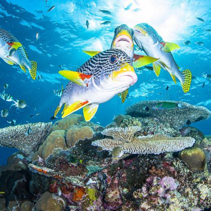 Spirit of freedom sweetlips