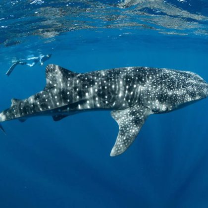 snorkel with whale shark 3 islands