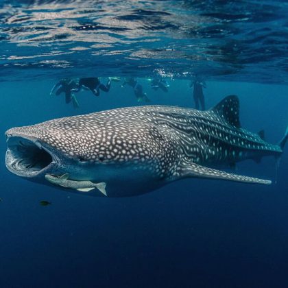 whale shark 3 islands swim