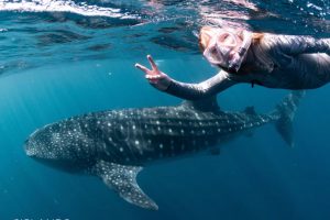 whale shark 3 islands Ningaloo