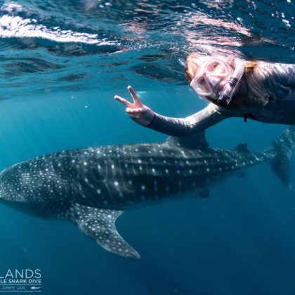 whale shark swim 3 islands