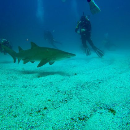 Grey Nurse Shark - Nine Mile Reef Gold Coast