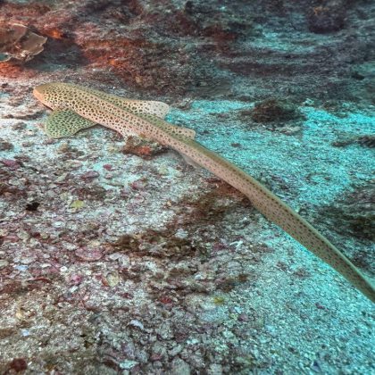 Leopard Shark-North Stradbroke Island