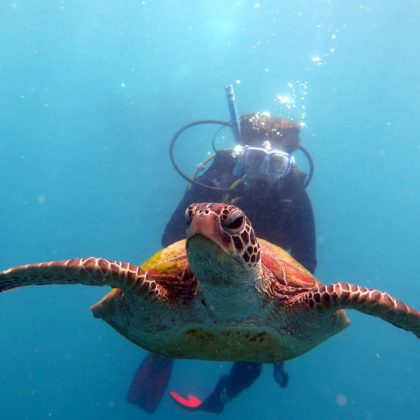 Whitsunday Dive Adventures underwater