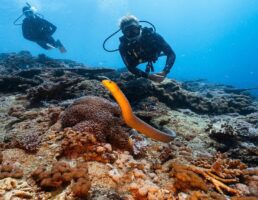 Divers at Great Keppel Island