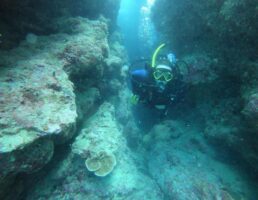 Diving Outer Great Barrier Reef