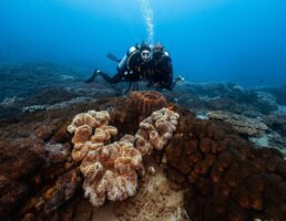 Scuba Divers at Reefs from Great Keppel Island