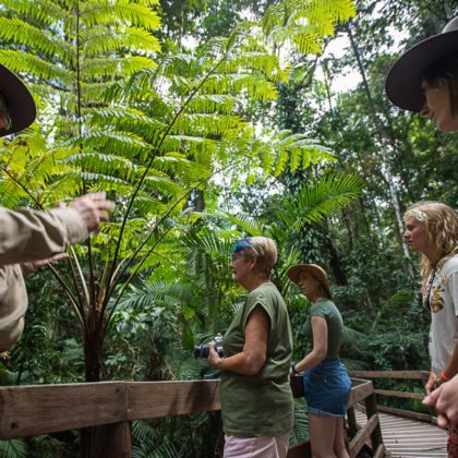 Daintree rainforest