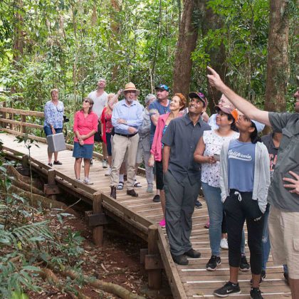 Daintree safari