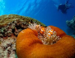 Evolution Anemone