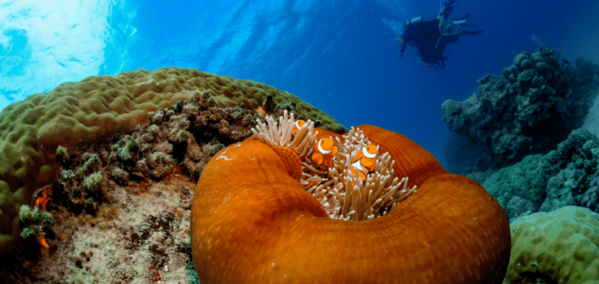 Evolution Scuba
