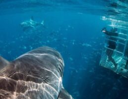 Shark Cage diving Port Lincoln