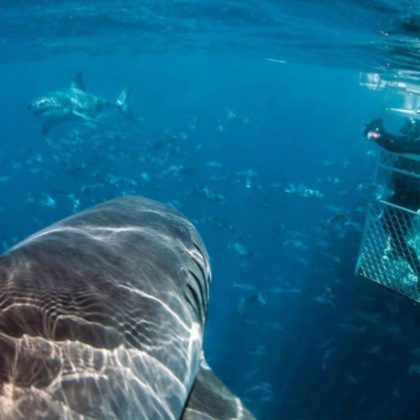 Shark Cage diving Port Lincoln